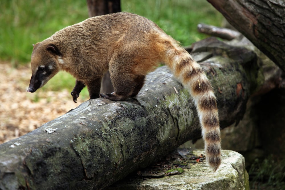 Cute Coati jumping off the burned wood