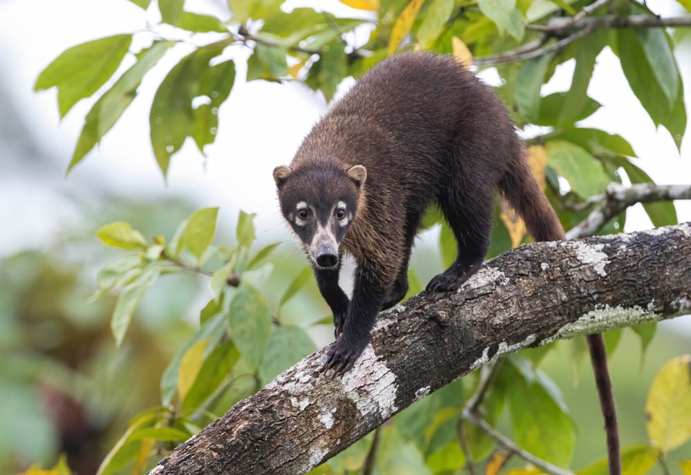 Cute Coati walking on a branch of tree