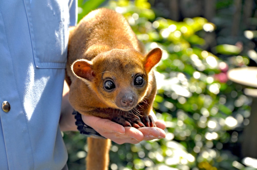 Cute Kinkajou held by a researcher