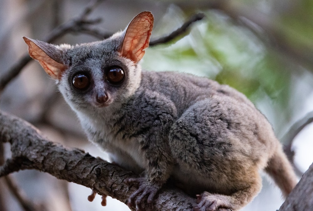 Cute Bush Baby holding the bark of a tree
