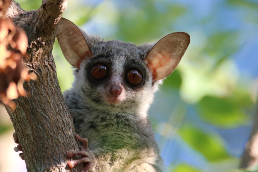 Cute Bush Baby caught the camera below him