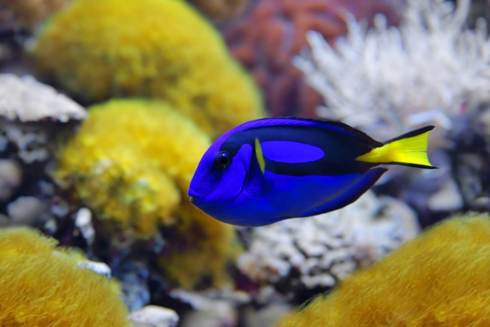 Cute royal blue tang swimming in the ocean