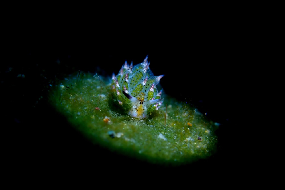 Cute Leaf Sheep Sea Slug on black background