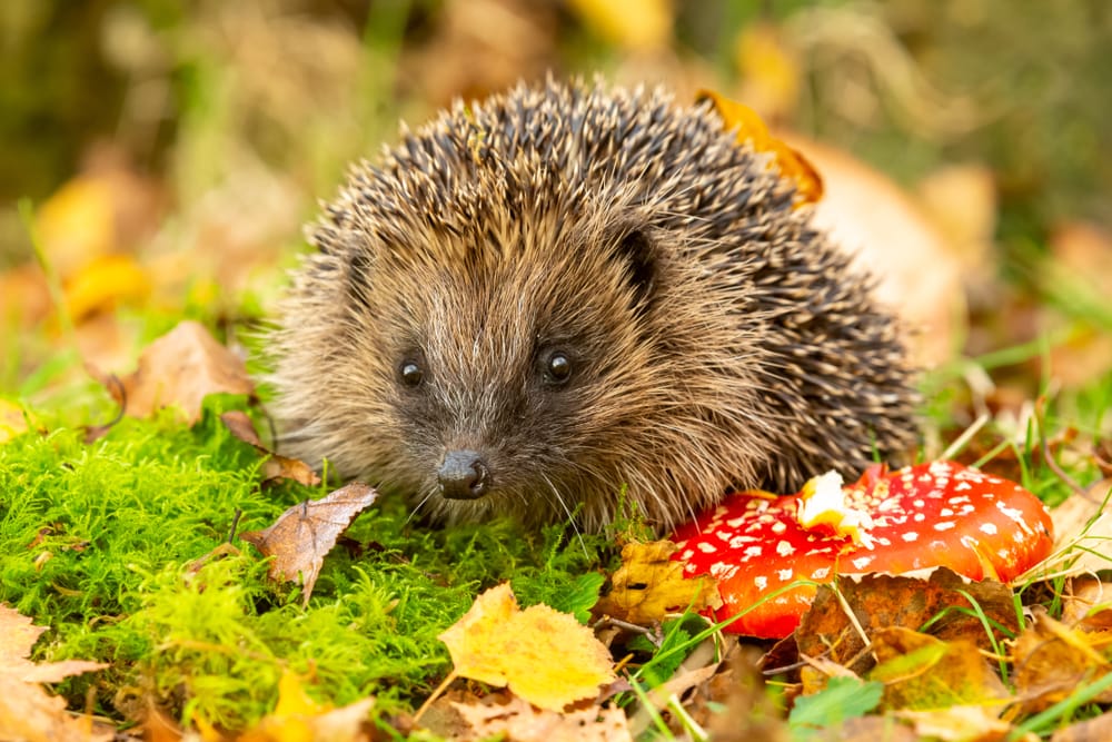 Cute hedgehog eating a mushroom