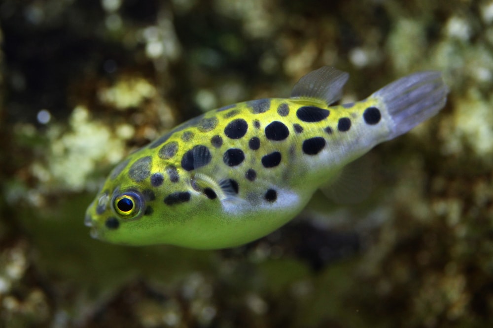 Cute Green Spotted Puffer swimming down