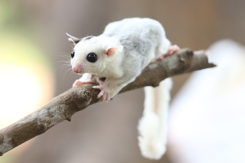 Cute Sugar Glider holding on a stick