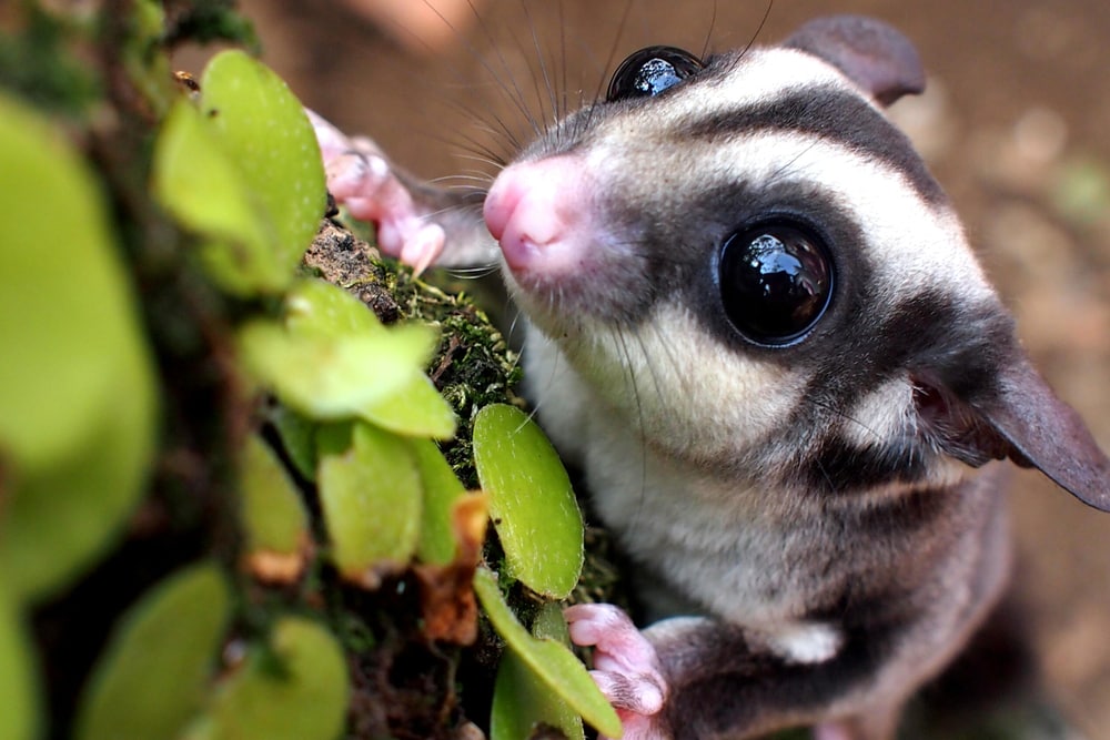 Cute Sugar Glider climbing up the tree