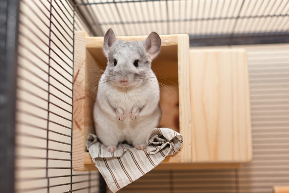 Cute Chinchilla inside the cage