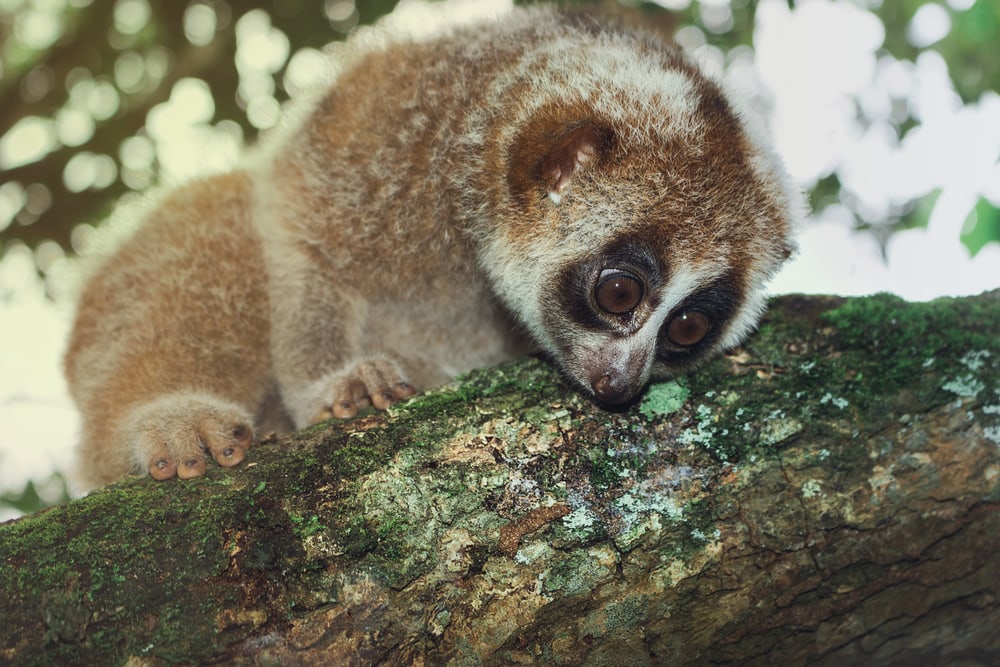 Cute Pygmy Slow Loris sleeping in the tree