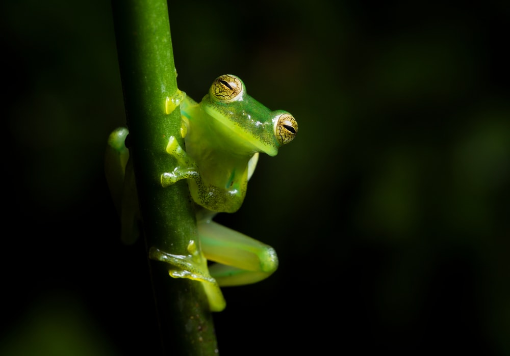 Cute Emerald Glass Frog holding on a green stick on black background