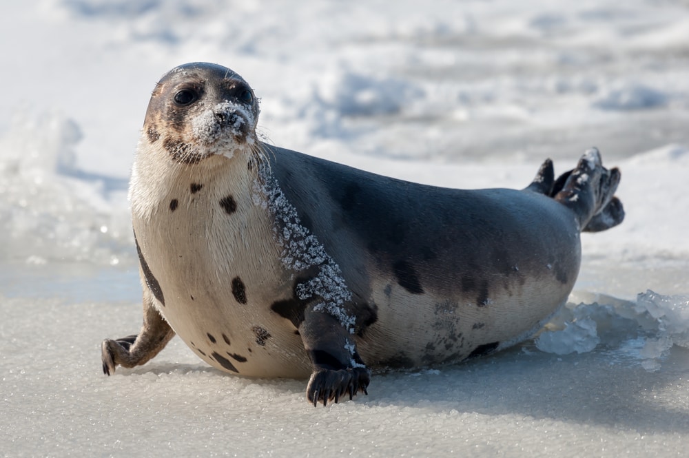 Cute Harp Seal on the shore full of ice