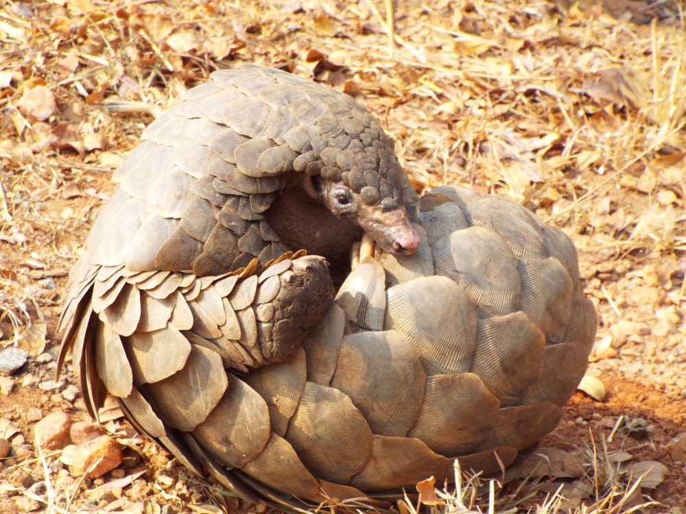 Cute Pangolin curling up