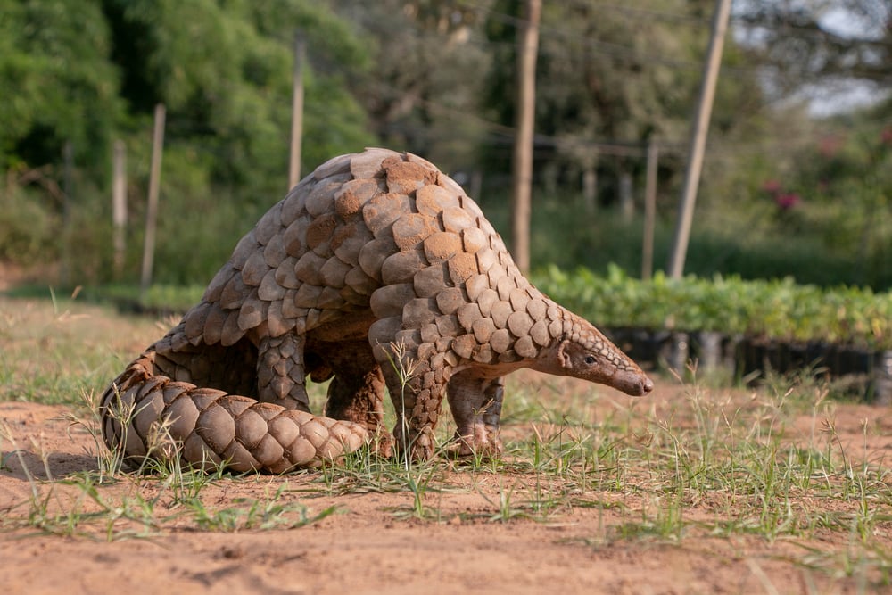 Cute Pangolin walking on sand
