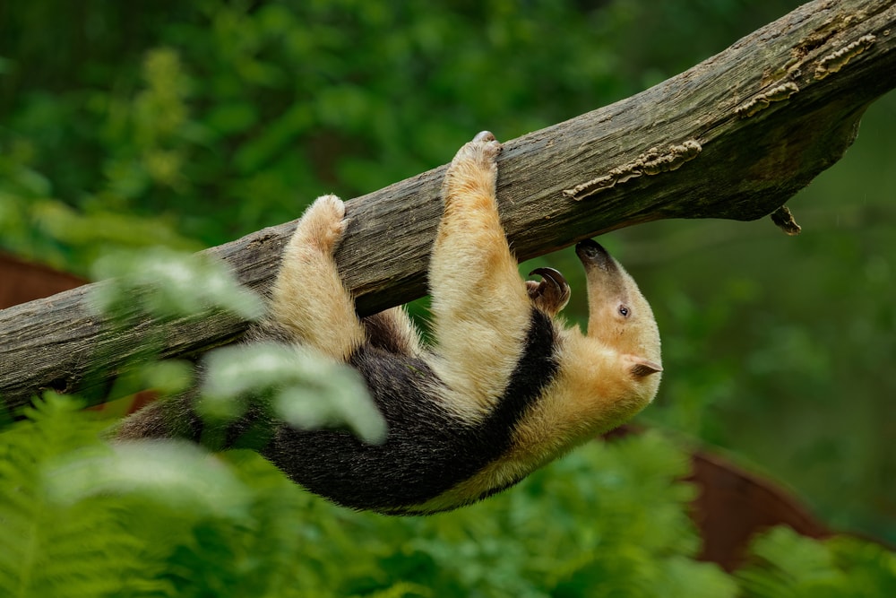 Cute tamandua hanging on a tree
