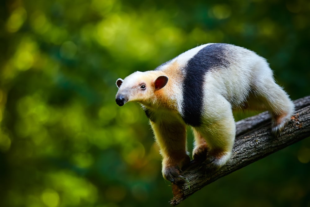 Cute tamandua on the edge of a wood