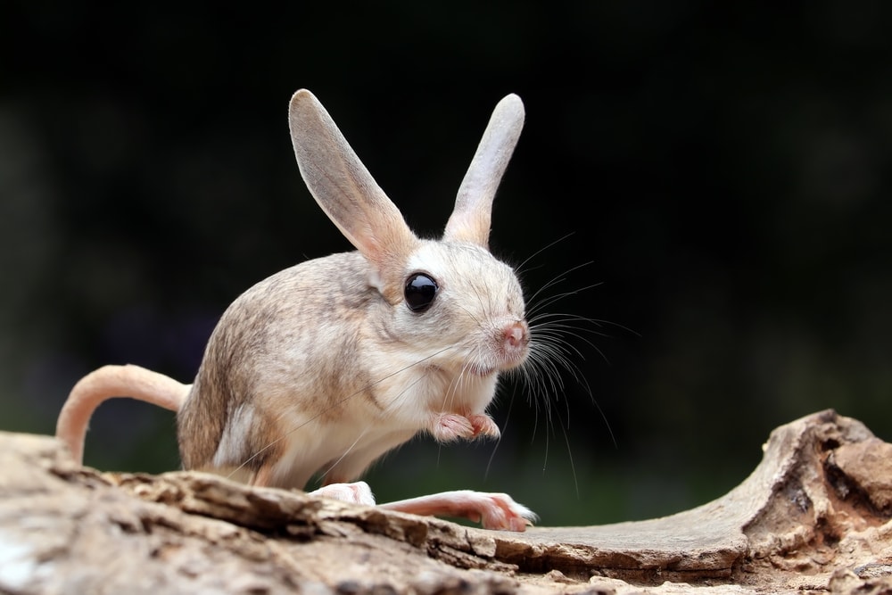 Cute Long-Eared Jerboa standing on a wood