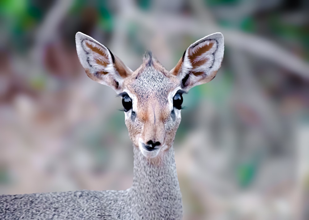 Cute Dik Dik looking at the camera