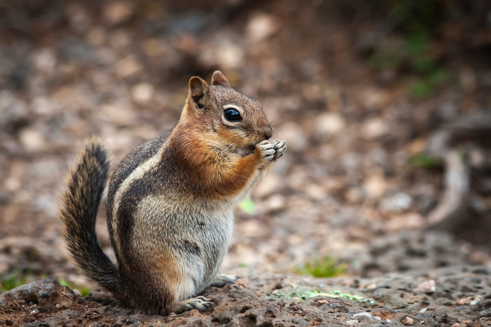 Cute Chipmunk eating a peanut