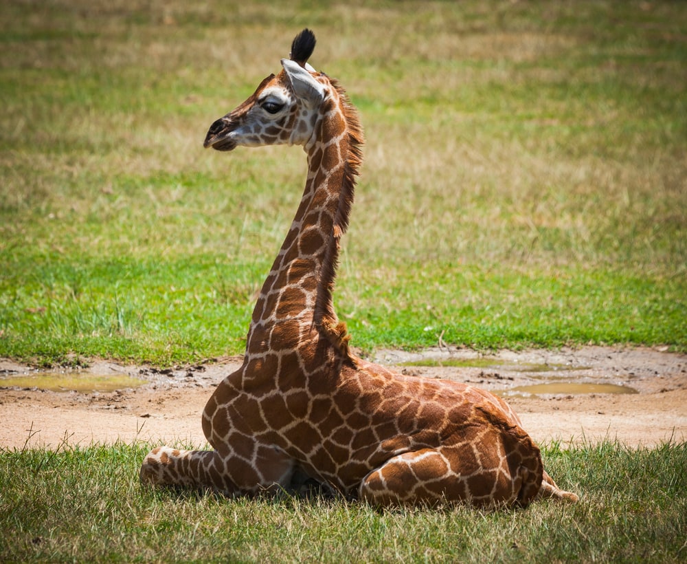 Cute Baby Giraffe sitting on a grass