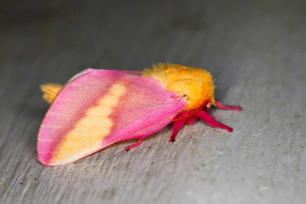 Cute Rosy Maple Moth laying on the floor