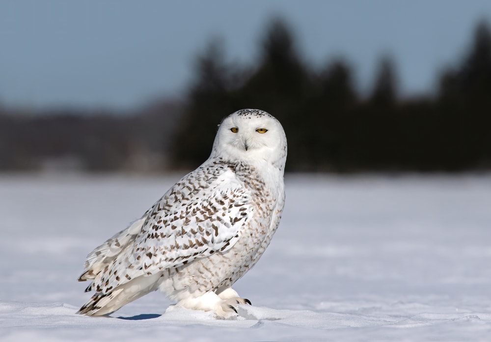 Cute Snowy Owl looking at the camera