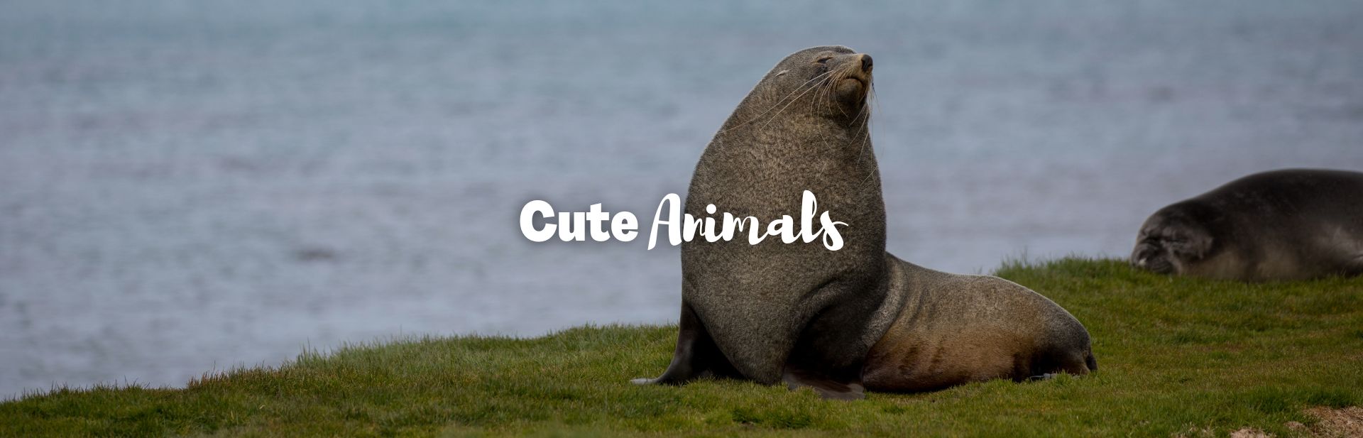 Cute animals featured image