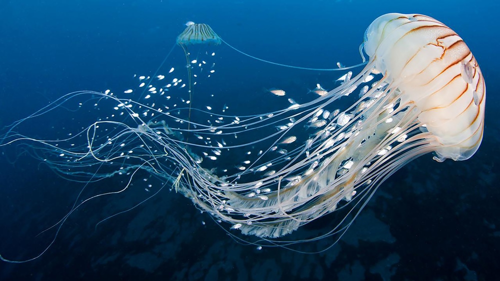 Jellyfish swimming in the ocean