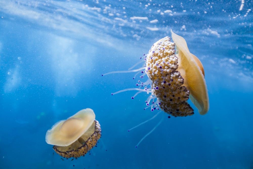 Two fried egg jellyfish swimming with divers in the background