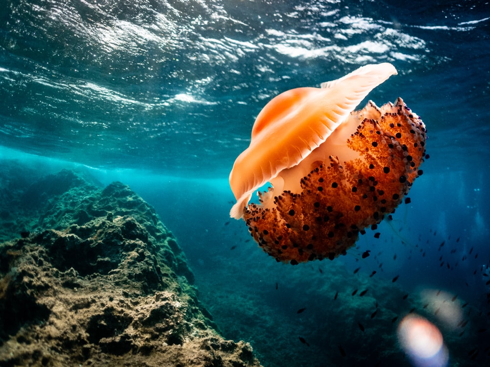 Fried Egg Jellyfish swimming towards a rock