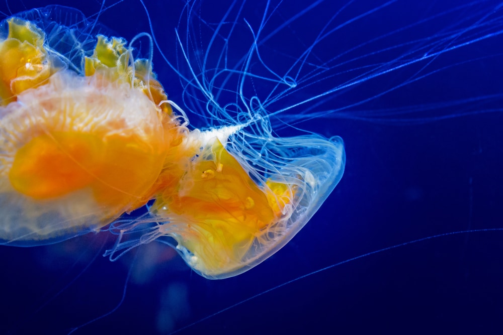 Close up shot of Phacellophora camtschatica 