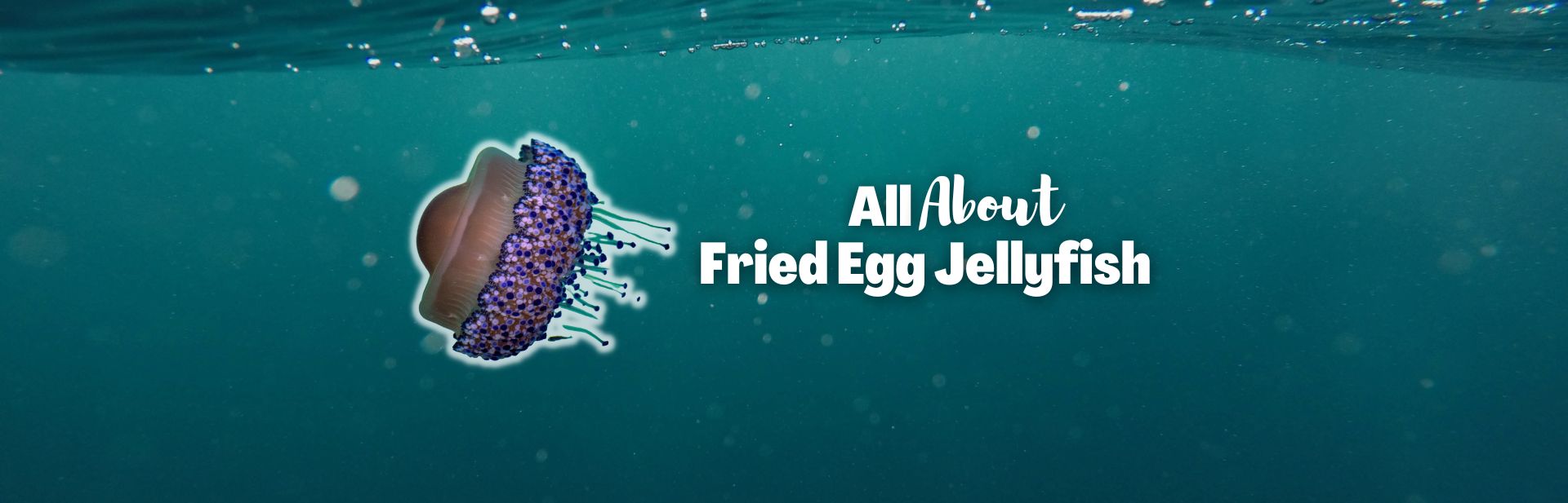 Fried egg jellyfish featured image