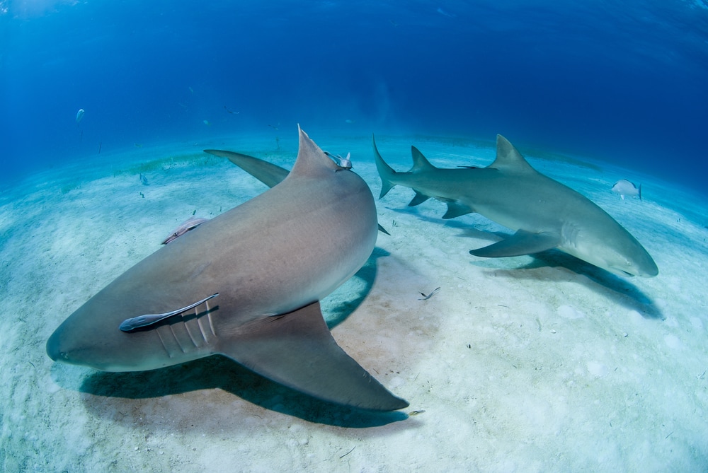 two lemon sharks resting on the ocean floor