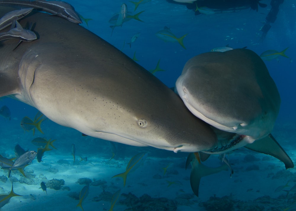 lemon shark biting each other