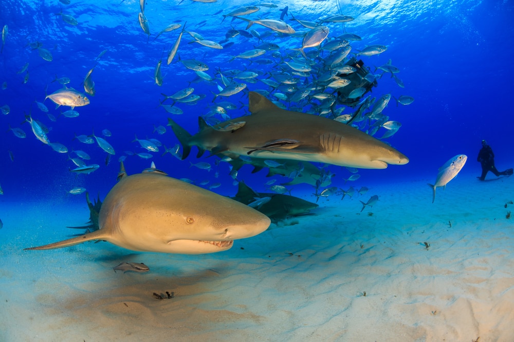 two lemon sharks swimming with other fishes