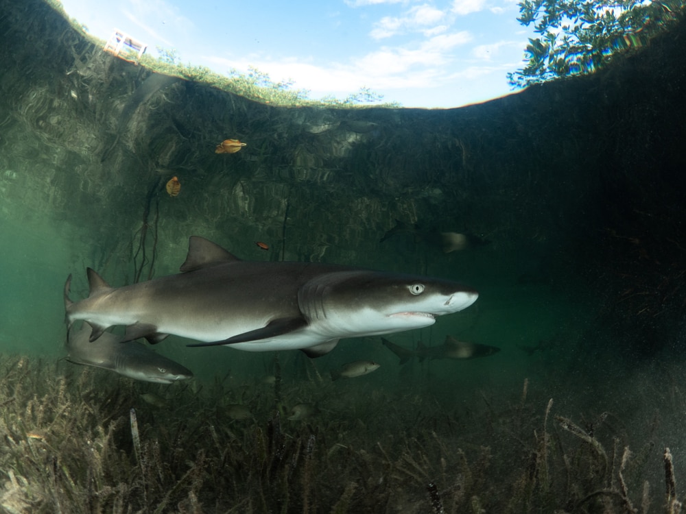 a young lemon shark swimming in the mangroves