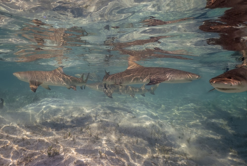 group of young lemon sharks in shallow water