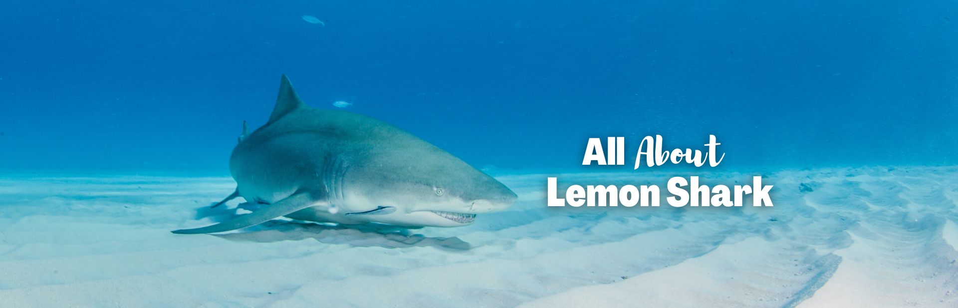 lemon shark featured image