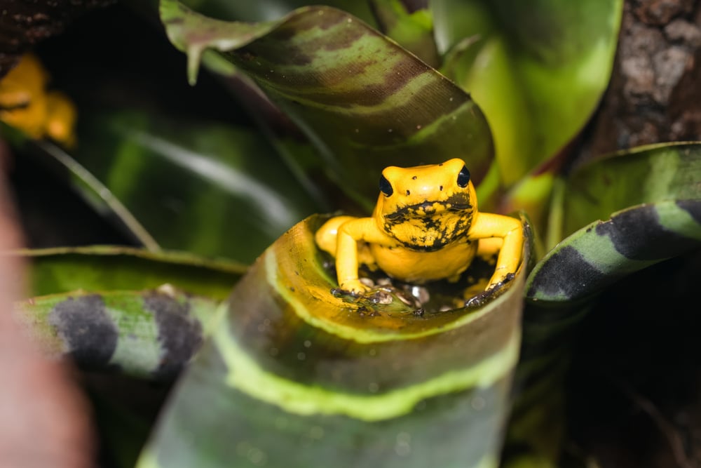 a golden poison dart frog sitting on a leaf