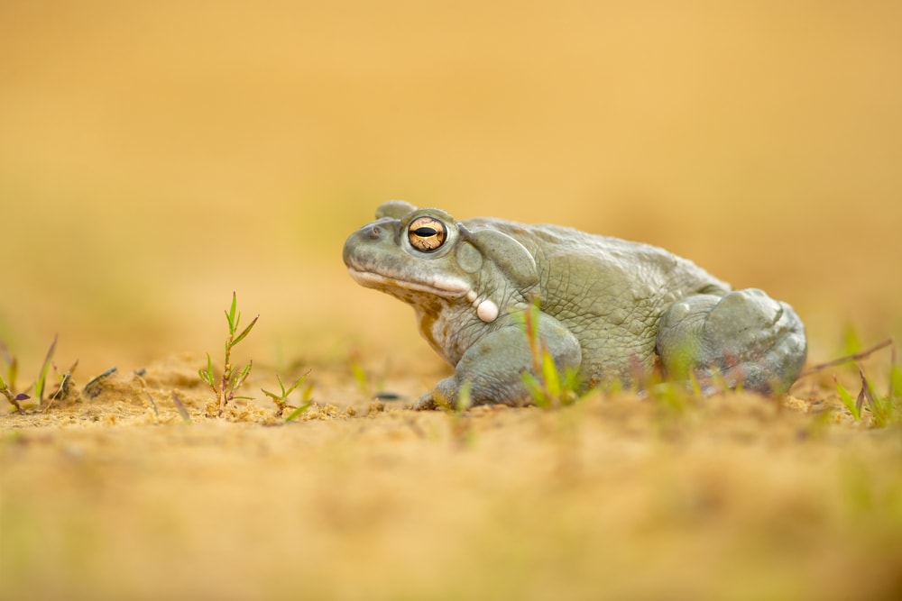 a Colorado river toad on a dried soil