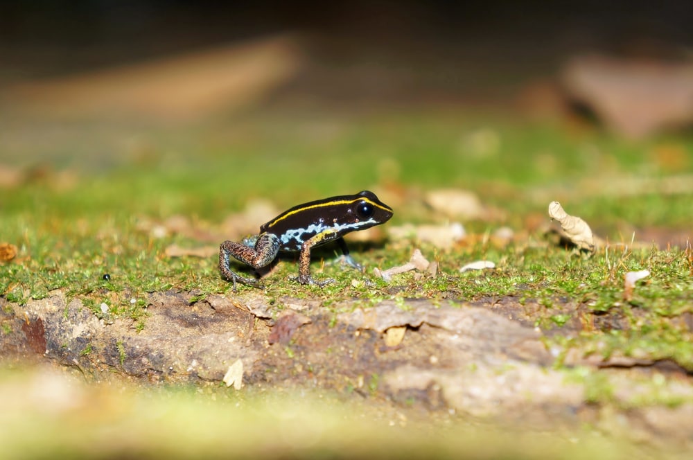 a small lovely poison frog  on the ground