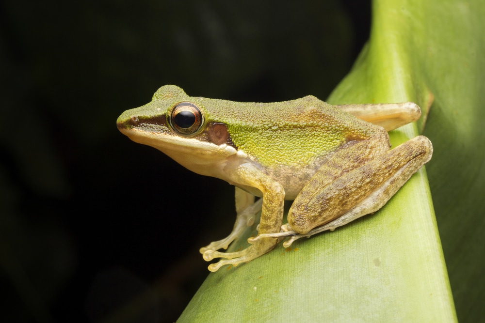 close up image of a poison rock frog 