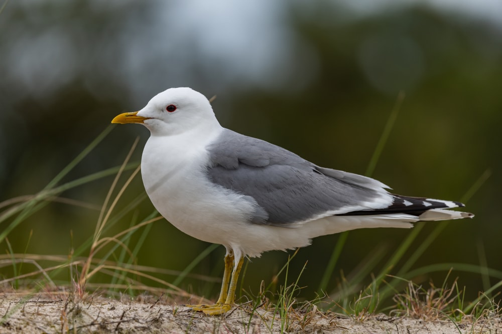 image of a common gull on a grass