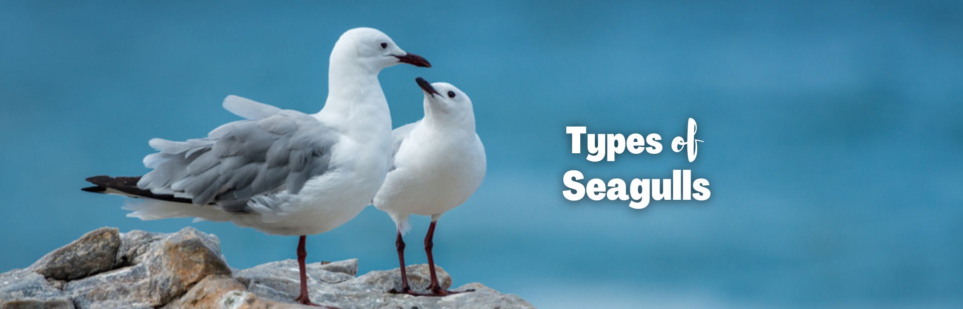 types of seagulls featured image