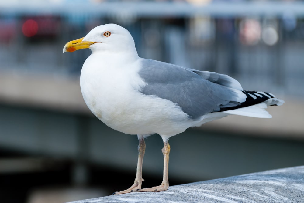 a  great black-backed gull in pier