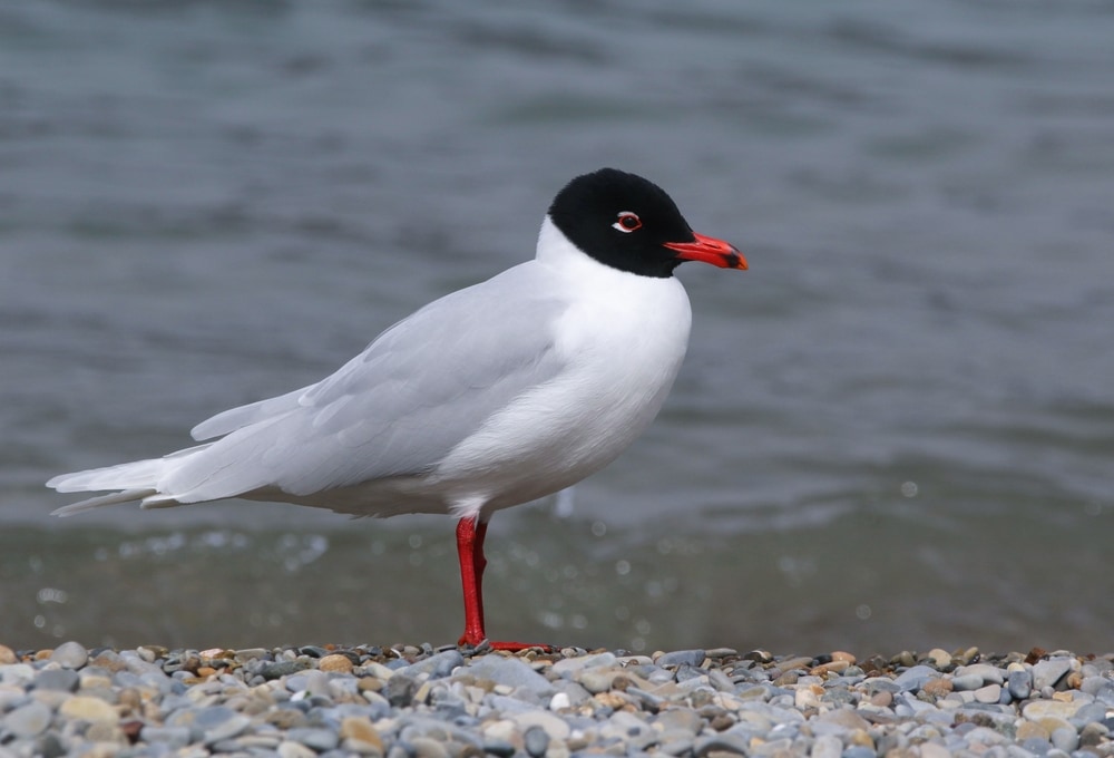image of a Mediterranean gull by the sea