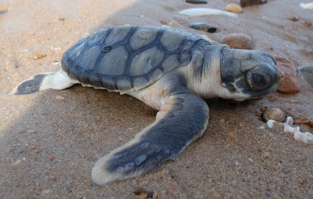 image of flatback sea turtle hatchling on a shore