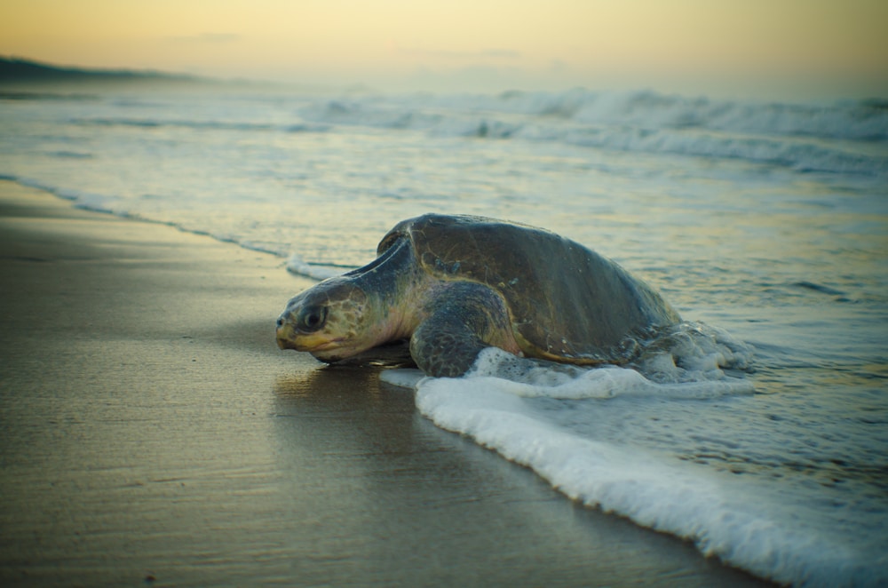 an olive ridley sea turtle going of the sea 