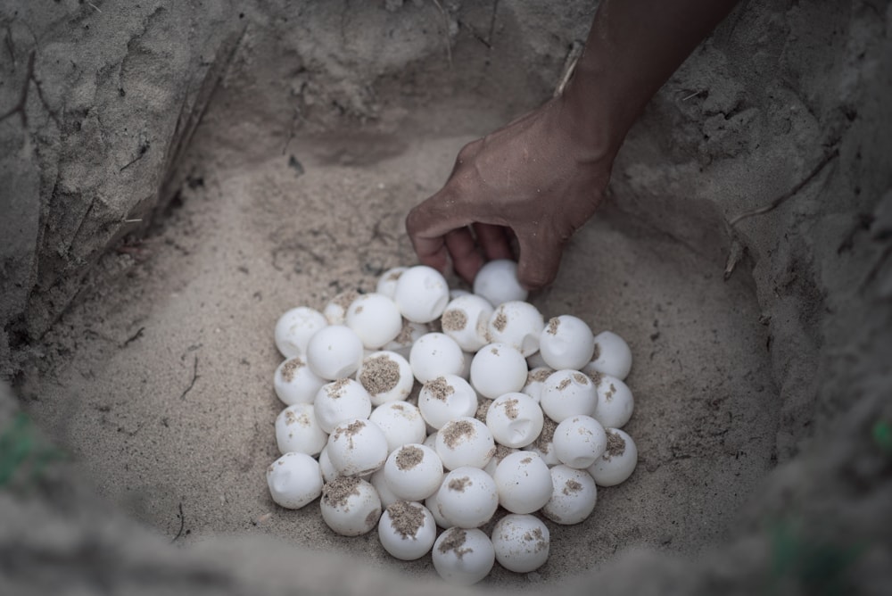 sea turtle eggs on hole in beach