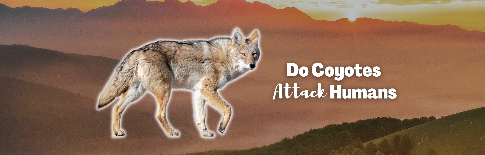 do coyotes attack human featured image
