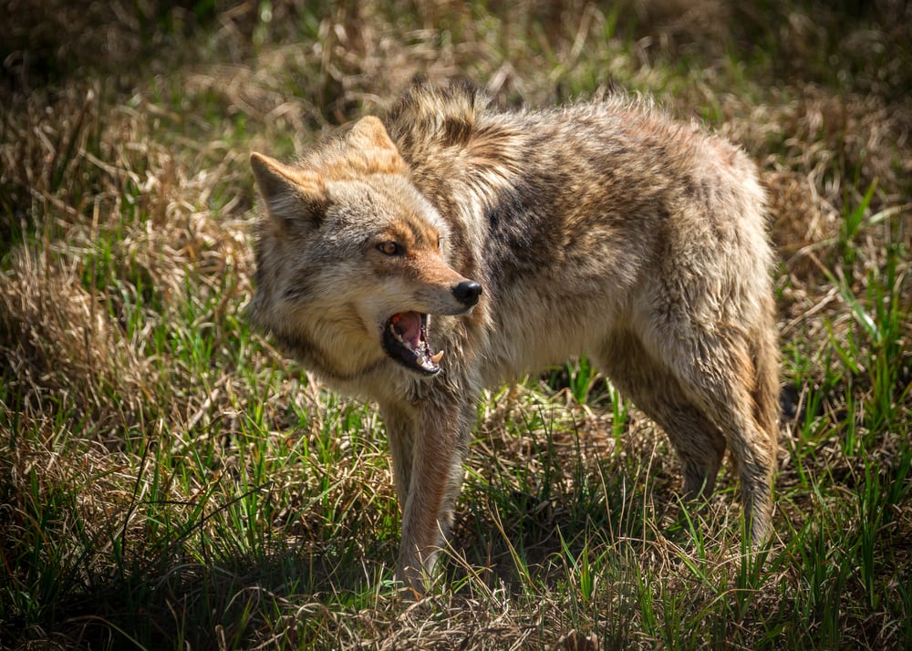 an angry coyote showing its teeth